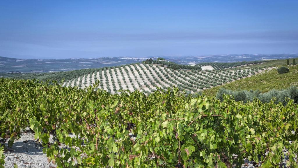 Viñedos en albariza de Bodegas Alvear