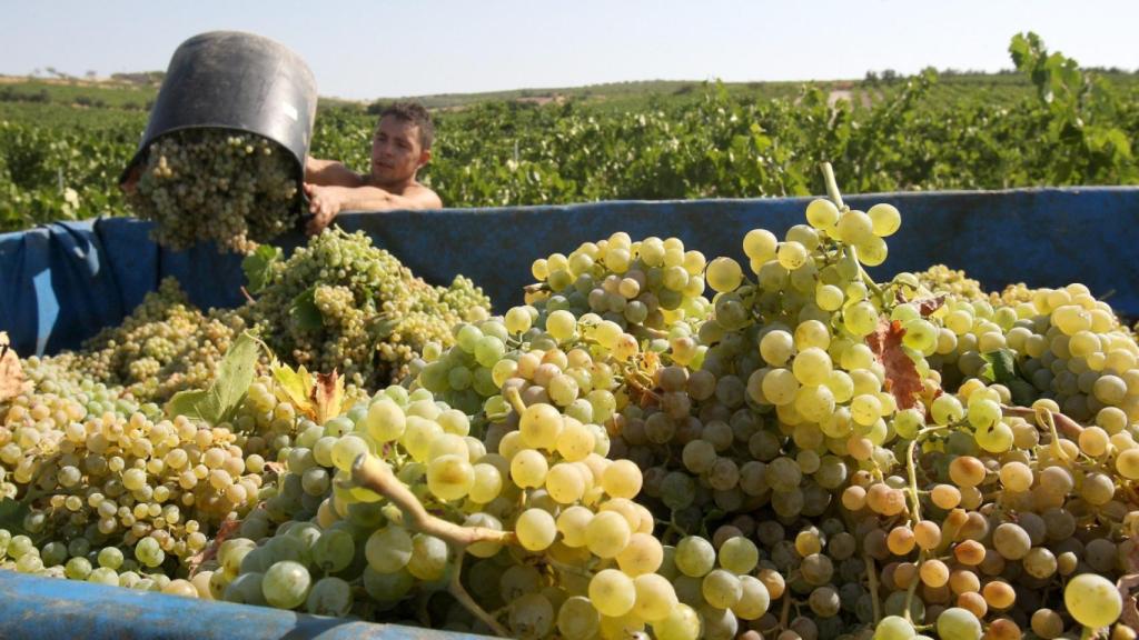 Vendimia en Montilla-Moriles
