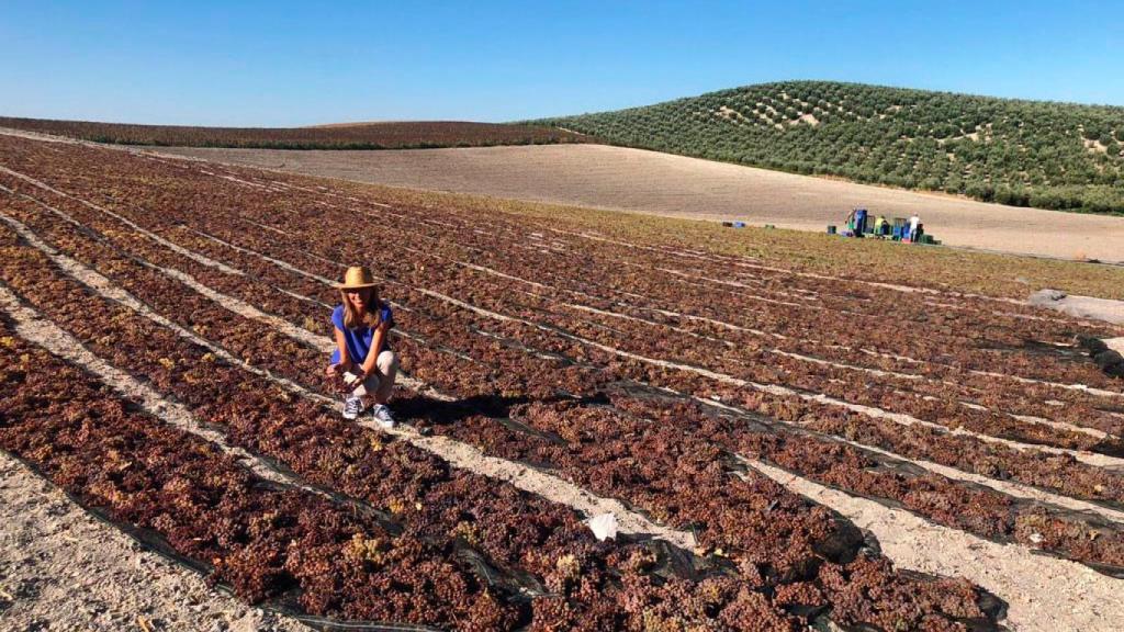 Asoleo en paseras de Bodegas Robles