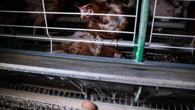 Una gallina ponedora en una explotación avícola intensiva