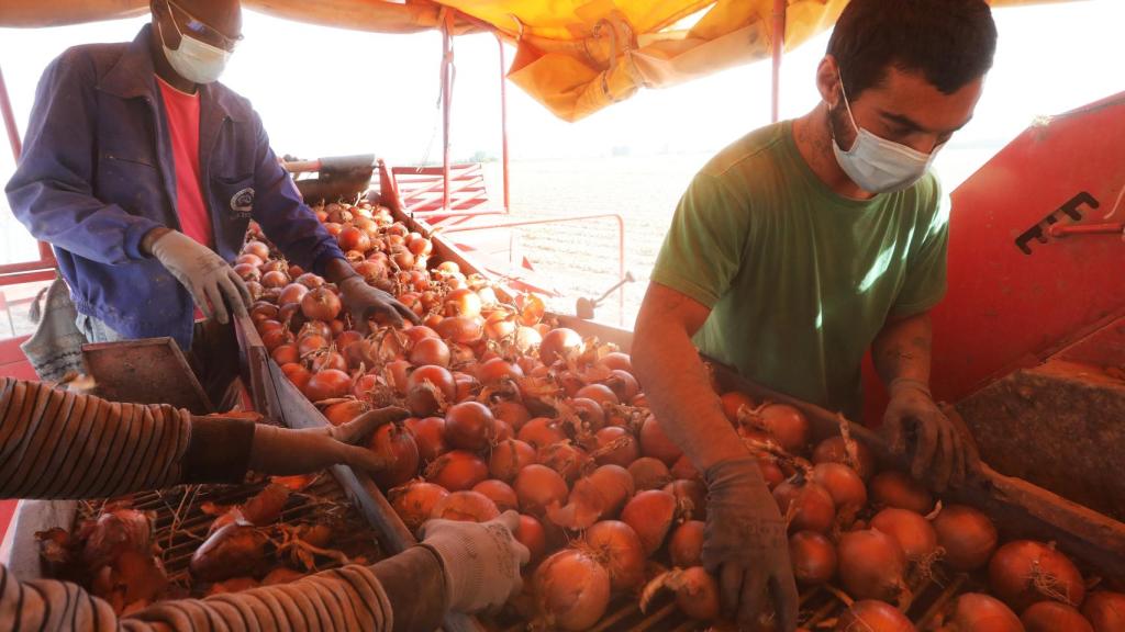 Recogida de cebollas en Palenzuela