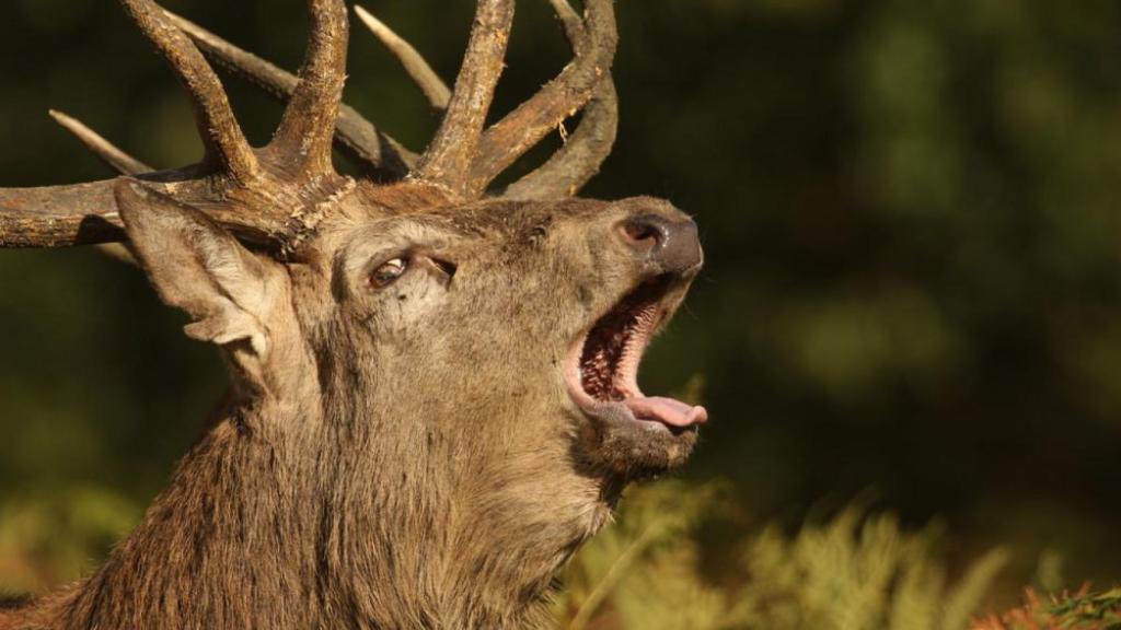 Foto: campingcabaneros.com.