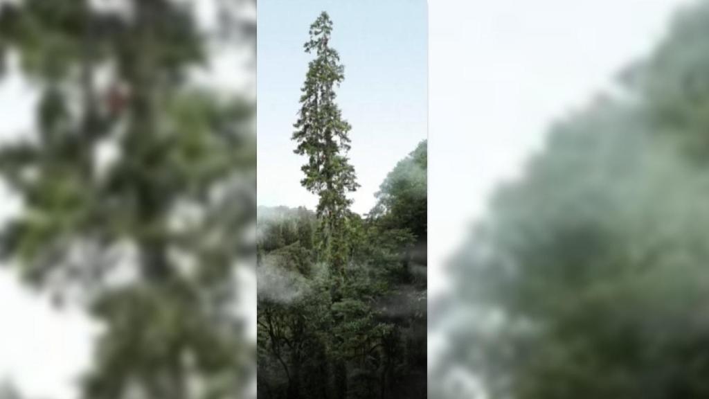 Captura de un vídeo en el que se ve la imagen del árbol chino que mide más de 83 metros.