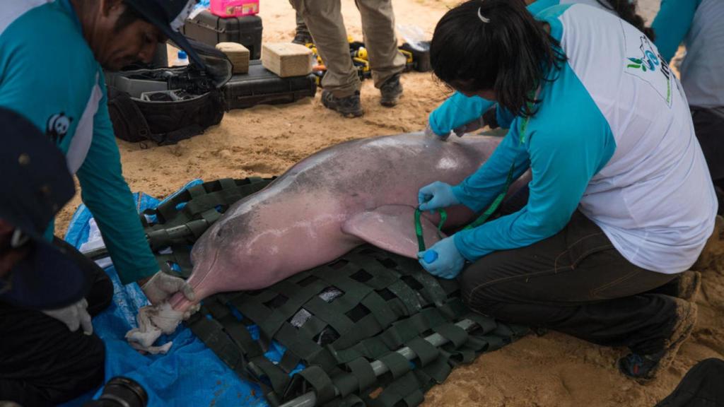 Delfín 'Hydrochoerus hydrochaeris' de un río boliviano.