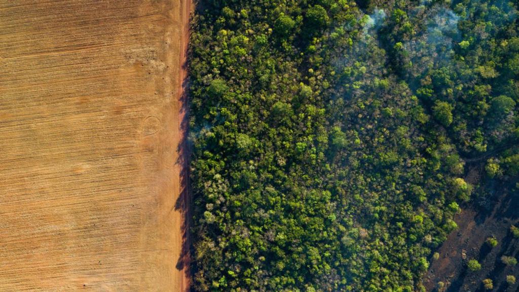 Vista aérea de un campo de maíz cosechado y un bosque bajo la neblina de humo de los incendios forestales incontrolados en Brasil.