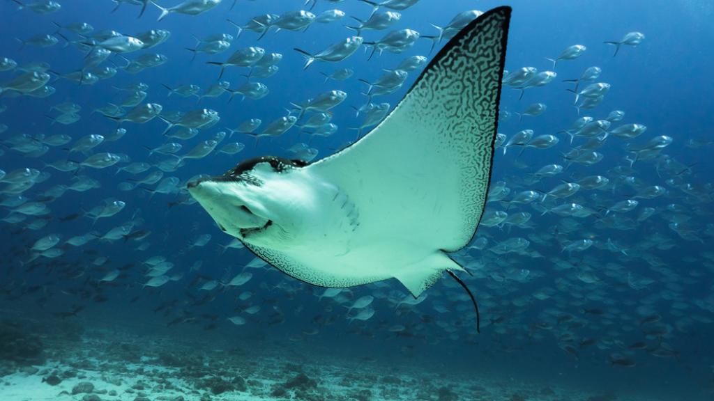 Rayo águila manchada (Aetobatus narinari) nadando cerca del fondo del océano cerca de la Isla Darwin, Islas Galápagos.