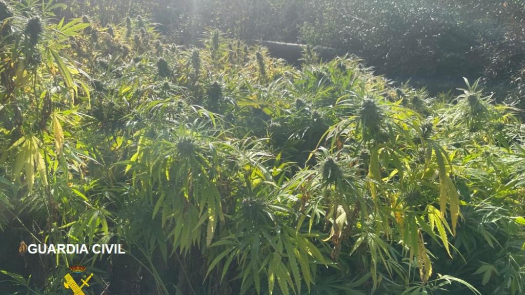 Plantación de cannabis