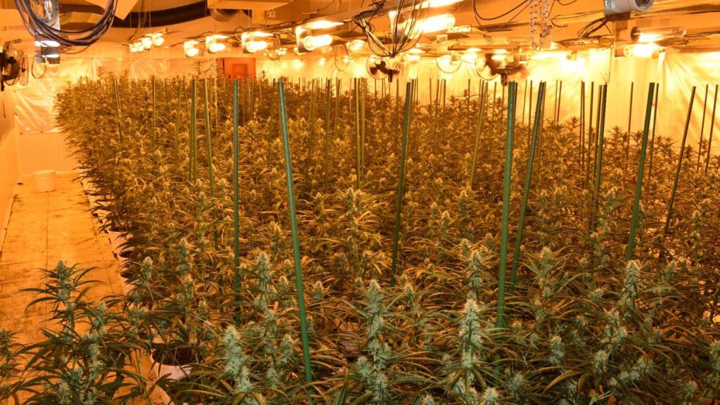 Plantación de marihuana en Palencia