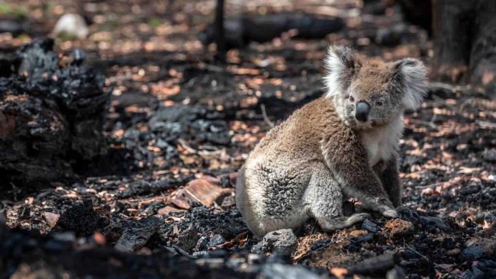Imagen de un koala tras un incendio forestal en Australia, en el mes de enero de 2020.
