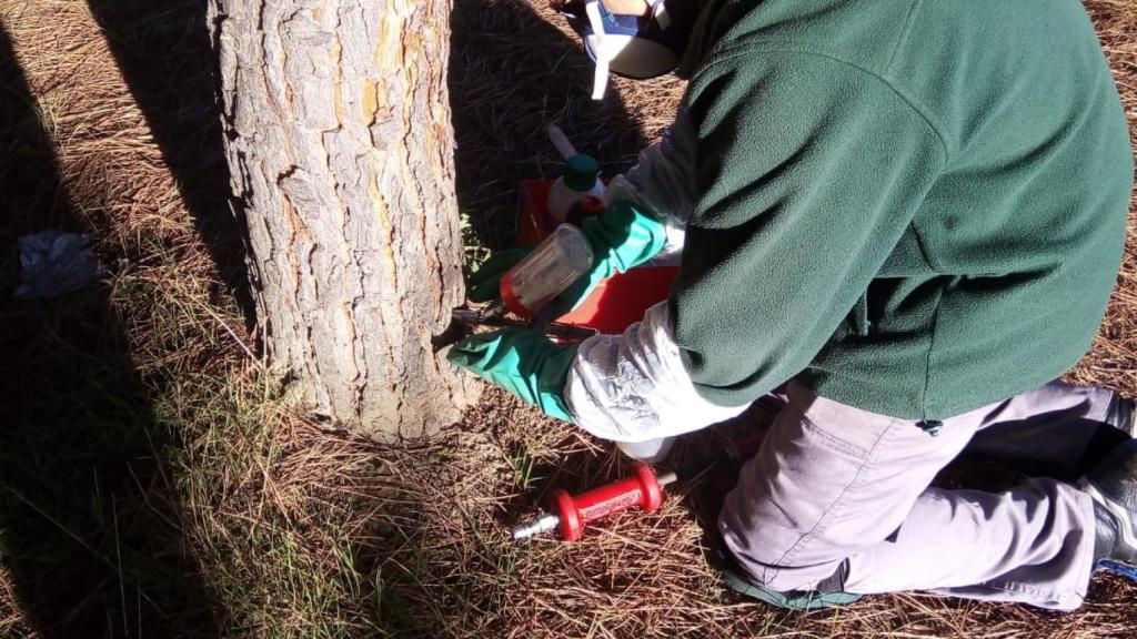 Tratamiento contra la procesionaria en Benavente