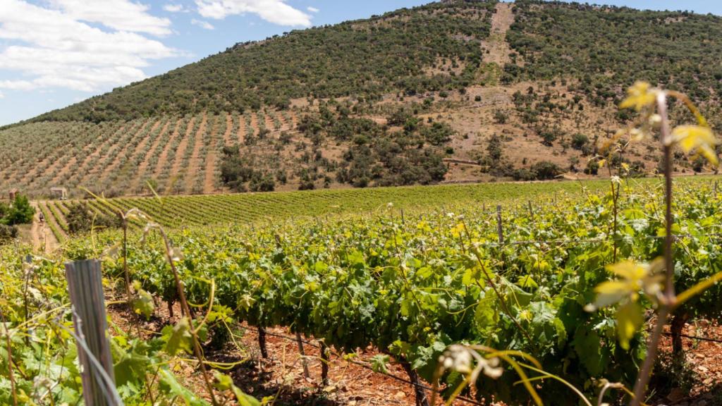 Viñedos de Bodegas NOC