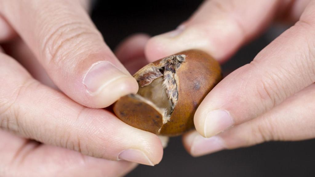 ¿Cómo pelar castañas sin destrozarte los dedos?