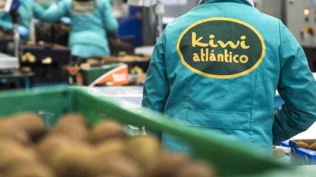 Kiwi Atlántico, Ribadumia.