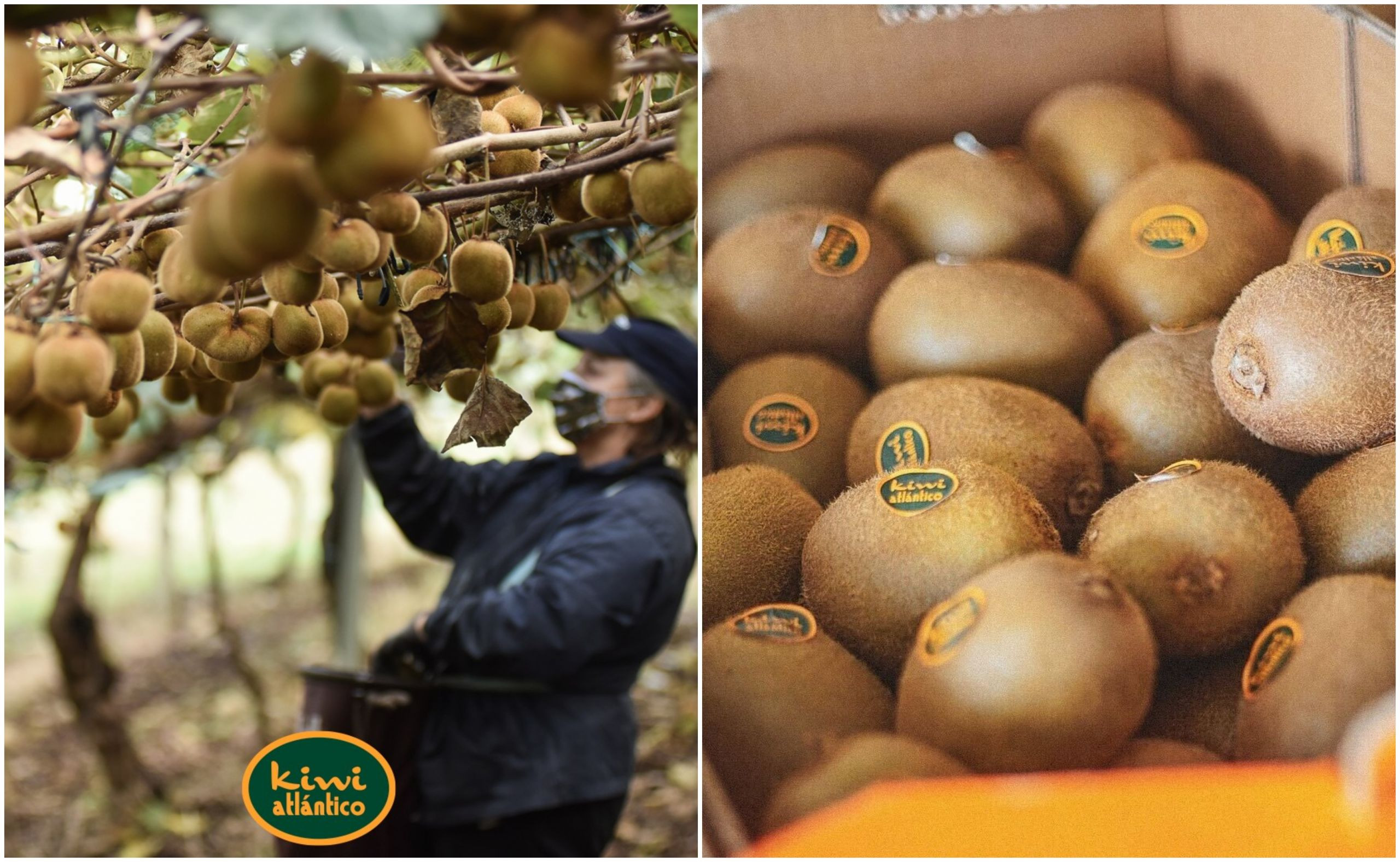 Kiwi Atlántico. Foto: Cedida