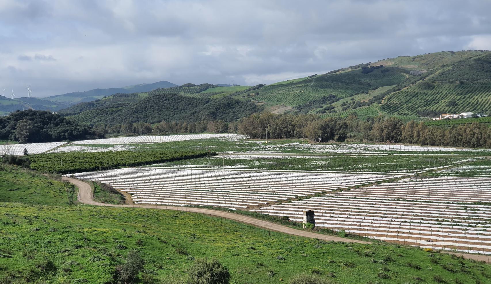Superficie sembrada de aguacates en el entorno del Guadiaro.