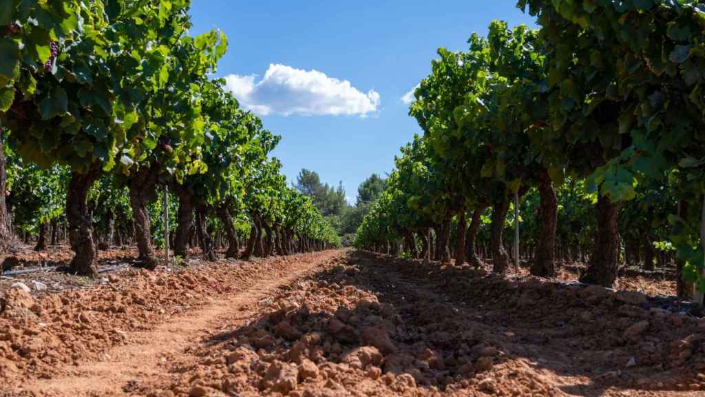 La vida desde el ‘terroir’