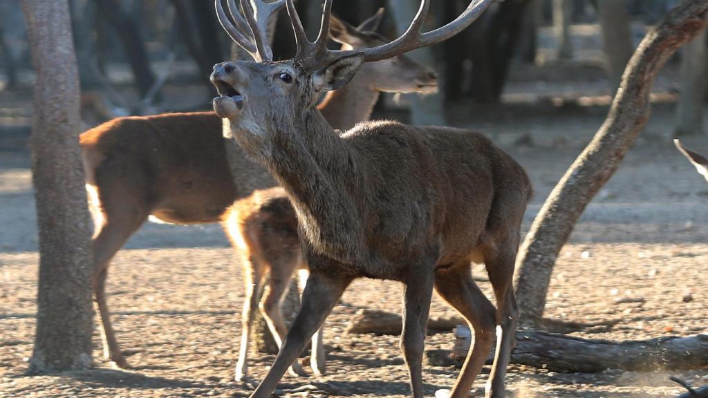 La berrea en la Montaña Palentina