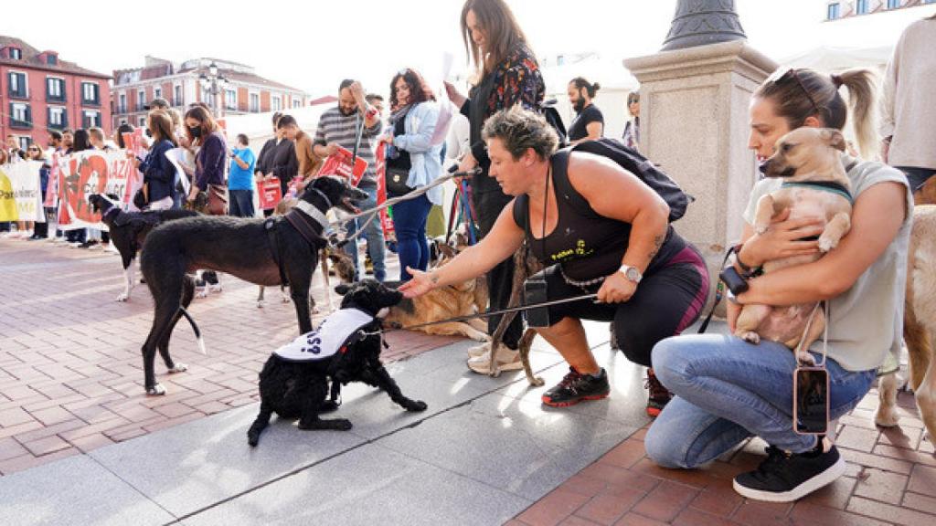 Concentración en Valladolid por la Ley de Protección Animal
