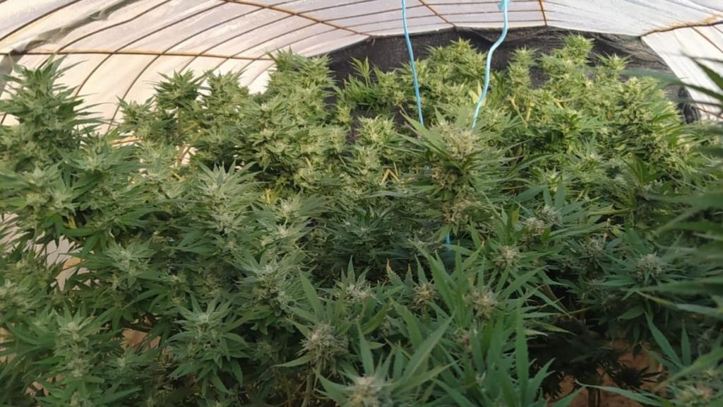 Una de las plantas de marihuana