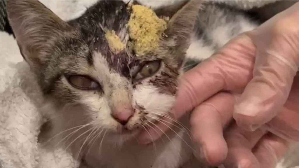 Gato maltratado en A Estrada (Pontevedra).