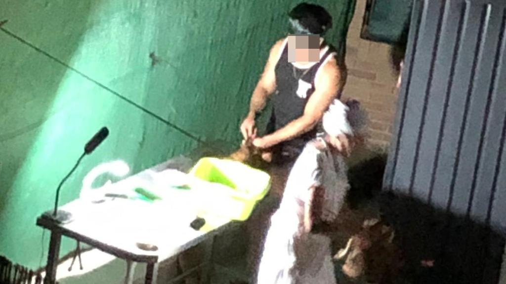 Dos personas manipulan varios gallos.