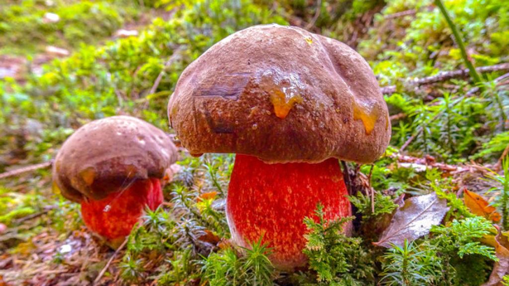El boletus satanas, aunque normalmente no es mortal, es muy indigesto.