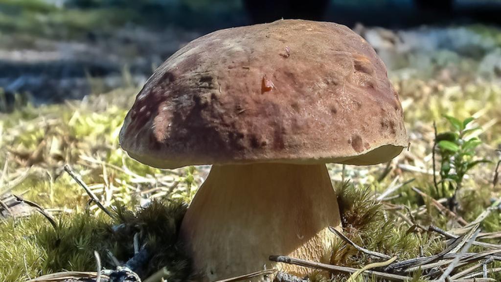 Boletus pinophilus, el hongo de gran interés culinario.