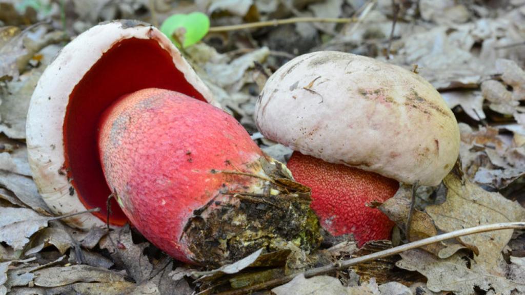 Boletus rhodoxanthus, el boletus tóxico más peligroso.