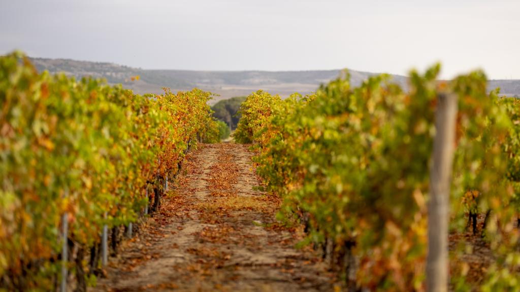 La base de la biodinámica es el cuidado del suelo