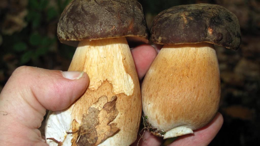 Boletus: qué señales nos avisan de que están malos.