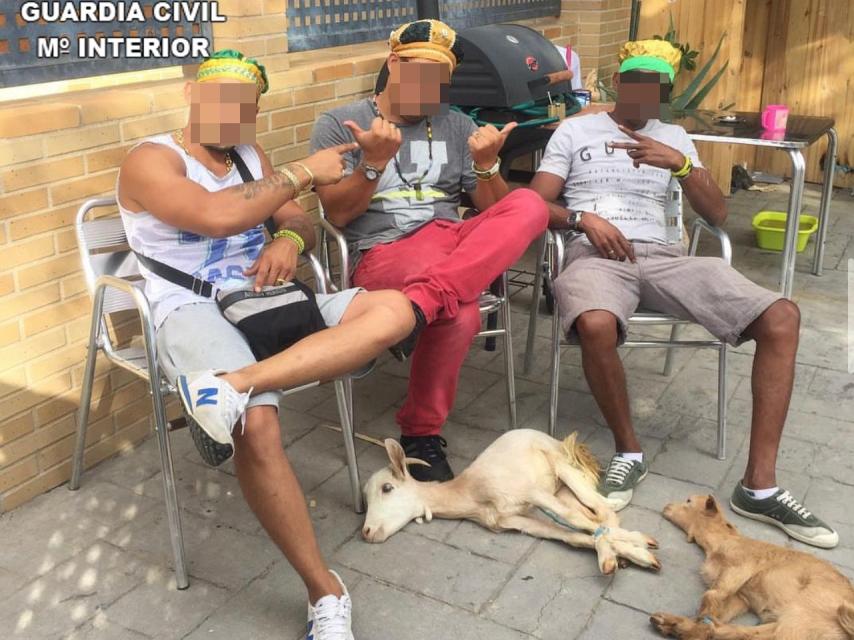 Dos cabras inmóviles y con las patas atadas junto a tres personas en el domicilio del investigado.