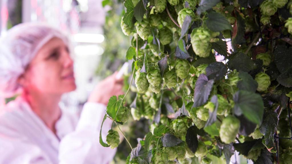 Cultivación de lúpulo indoor.