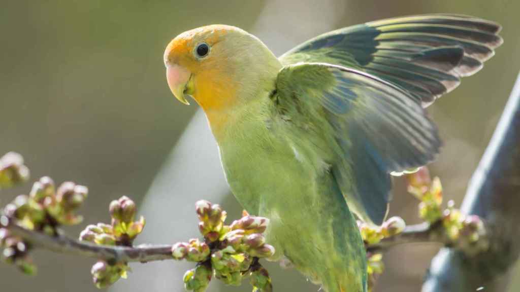 Un ejemplar de agapornis en una imagen de archivo.