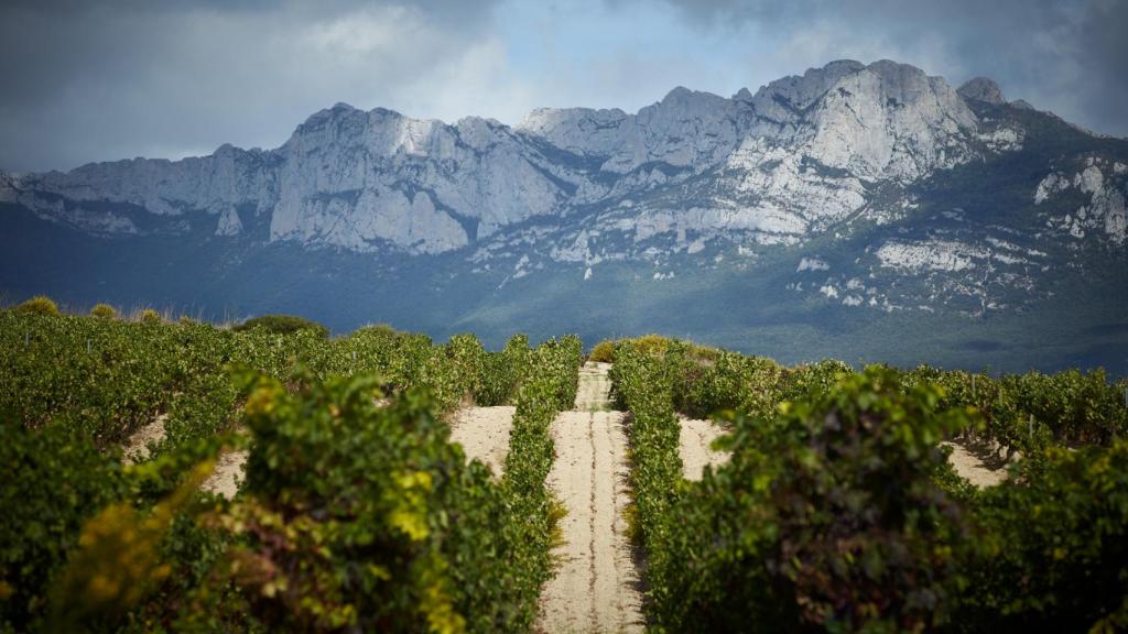 Paisaje de viñedos