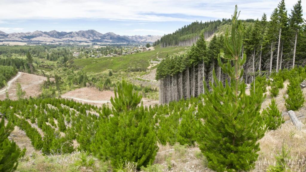 Proyecto de reforestación en un bosuque