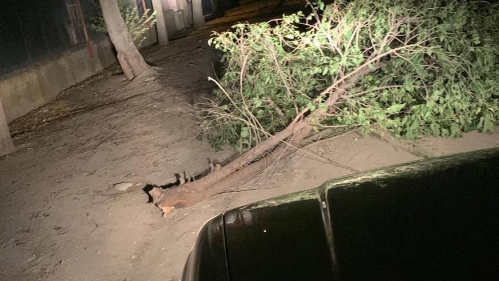 Una rama caída junto al colegio Tomás Romojaro de Fuensalida.