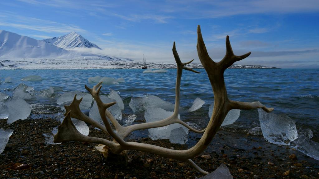Imagen de los cuernos de un reno sobre una superficie congelada en proceso de deshielo.