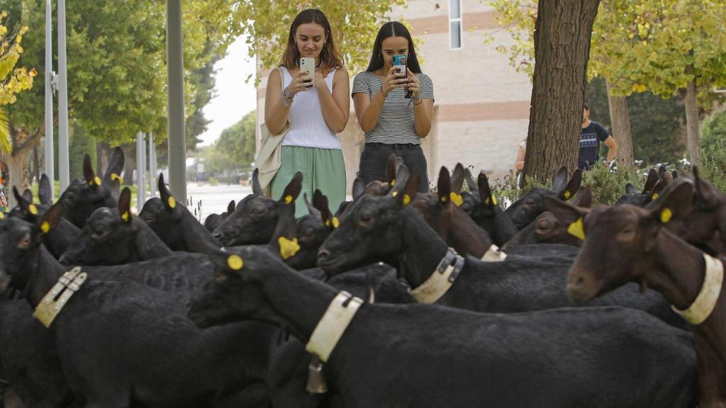 El rebaño de cabras, este jueves en el campus alicantino.