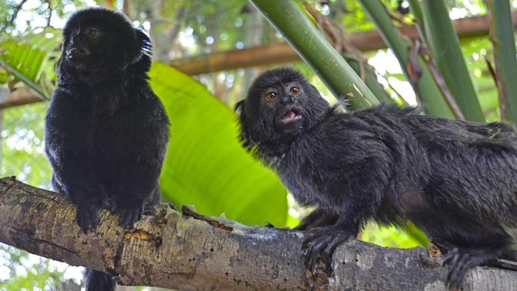 Dos ejemplares de tití de Goeldi en Terra Natura Benidorm.