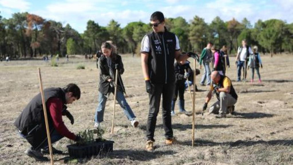 Imagen de la plantación de árboles
