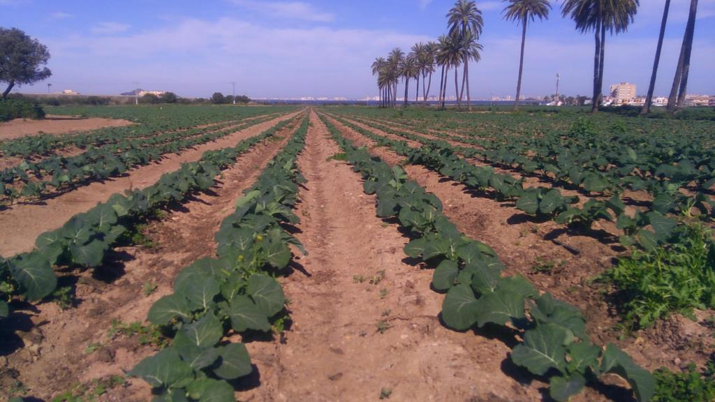 Una finca agrícola con regadío intensivo que está orientada hacia el Mar Menor.