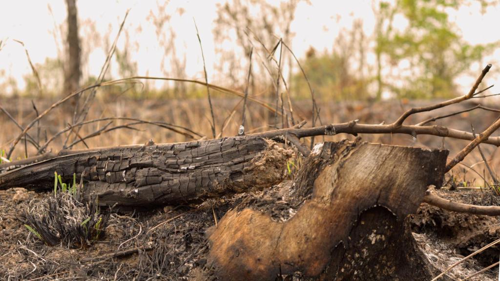 Imagen de archivo de bosque