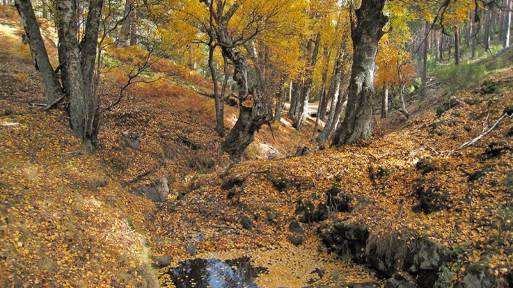 El impresionante lugar para un ruta otoñal en Madrid: el Abedular de Canencia