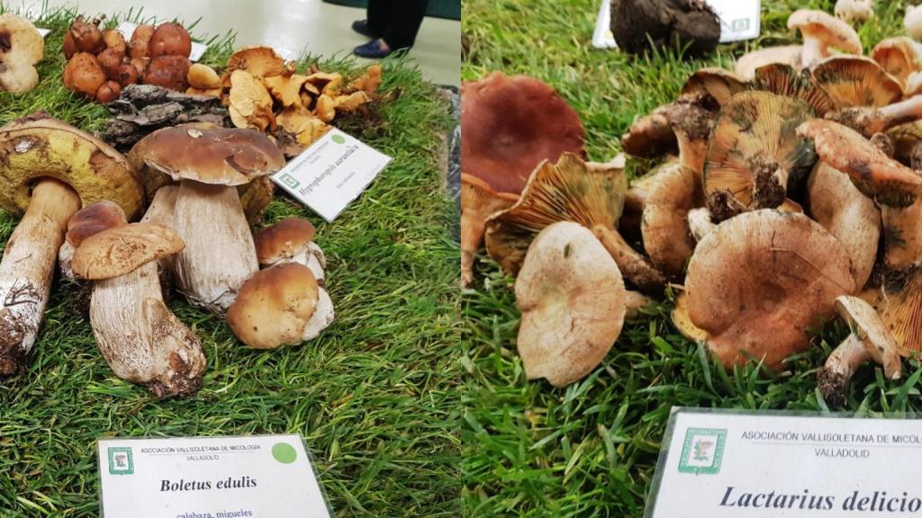 Los boletus, níscalos y otras variedades, se exponen en el Centro Cívico Juan de Austria a cargo de la Asociación Vallisoletana de Micología