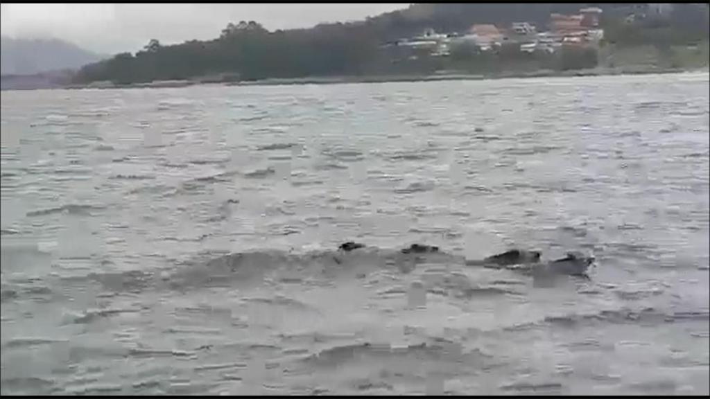 cuatro jabalíes nadando en la ría de Muros Noia