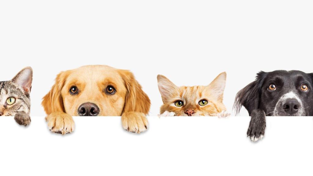 El segundo festival TerrAnimal de Ferrol contará con la participación de 12 entidades