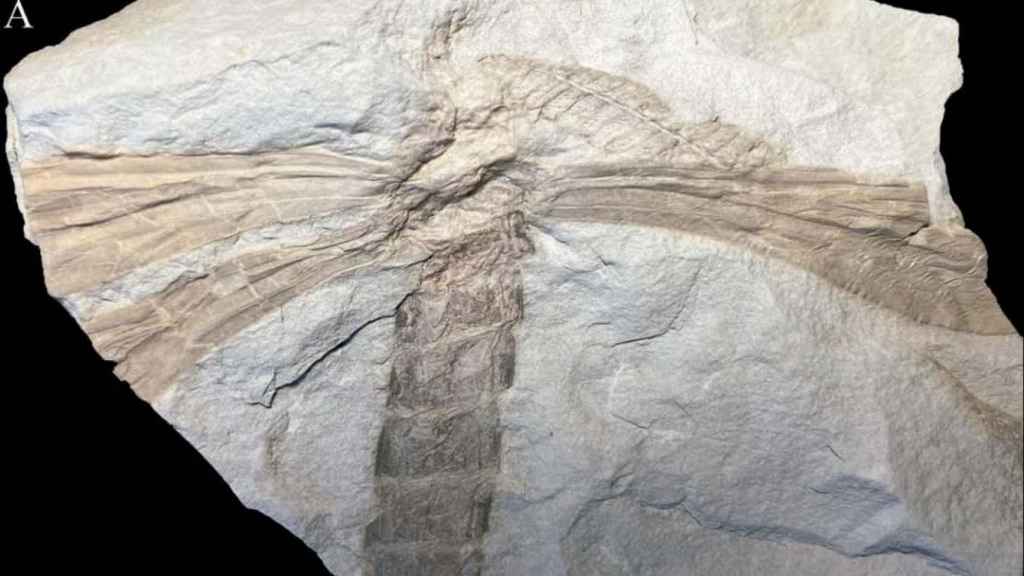 Abdomen y tórax de ‘Mischoptera bergidensis’, insecto identificado por investigadores de la UVigo.