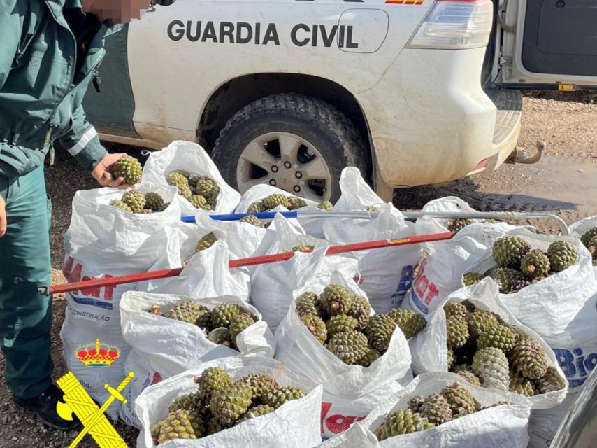 Imagen de las piñas piñoneras intervenidas en Burgos.
