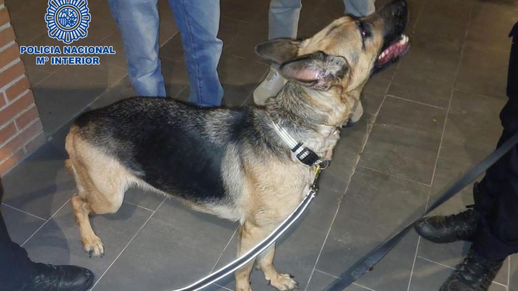 Perro rescatado. Foto: Policía Nacional.