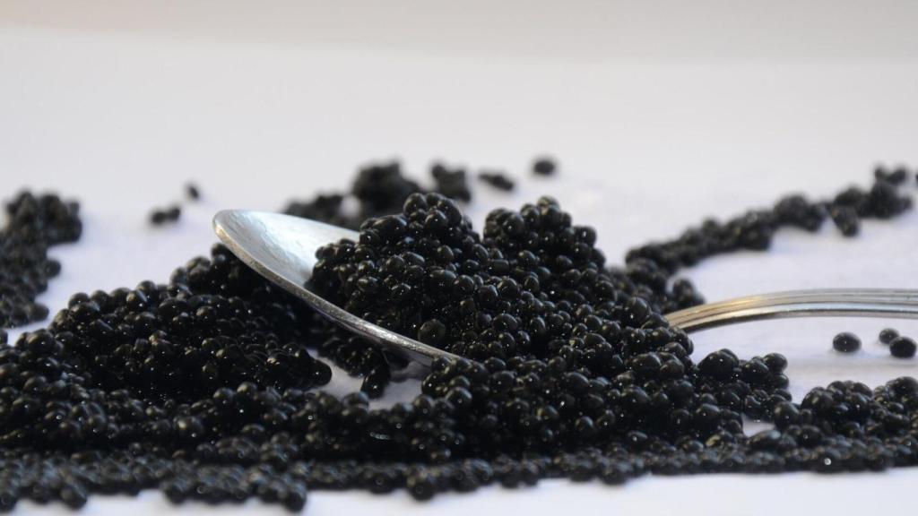 Caviar de beluga